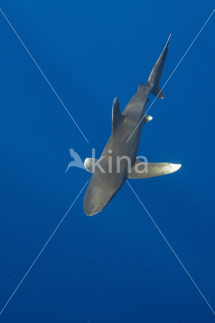 Oceanic whitetip shark (Carcharhinus longimanus )