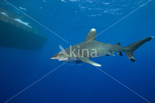 Oceanic whitetip shark (Carcharhinus longimanus )