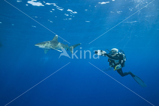 Oceanic whitetip shark (Carcharhinus longimanus )