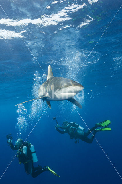 Oceanic whitetip shark (Carcharhinus longimanus )