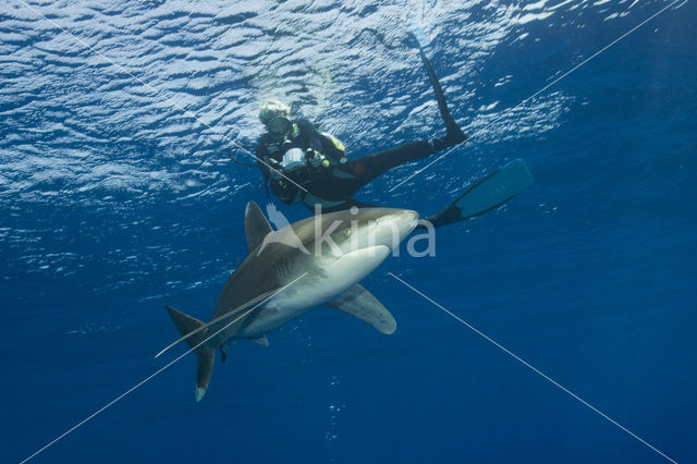 Oceanic whitetip shark (Carcharhinus longimanus )