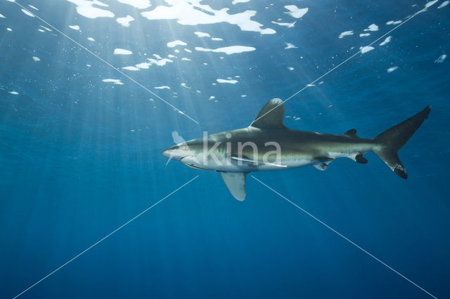 Oceanic whitetip shark (Carcharhinus longimanus )