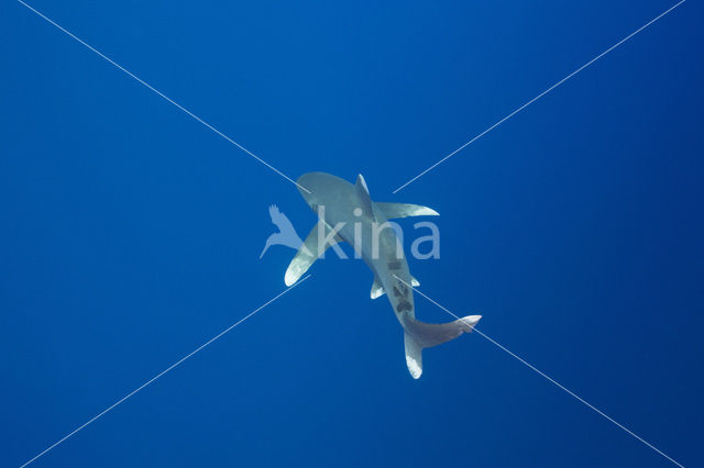 Witpunthaai (Carcharhinus longimanus )