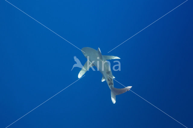 Oceanic whitetip shark (Carcharhinus longimanus )