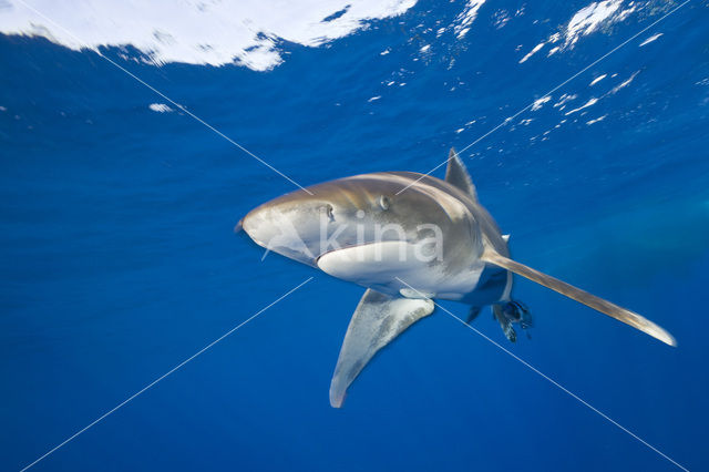 Oceanic whitetip shark (Carcharhinus longimanus )