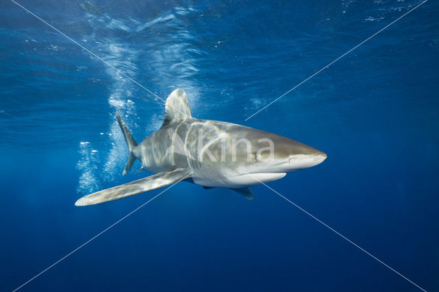 Oceanic whitetip shark (Carcharhinus longimanus )