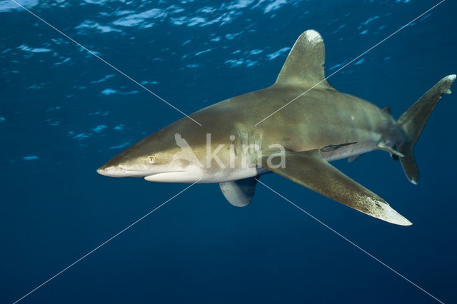 Oceanic whitetip shark (Carcharhinus longimanus )