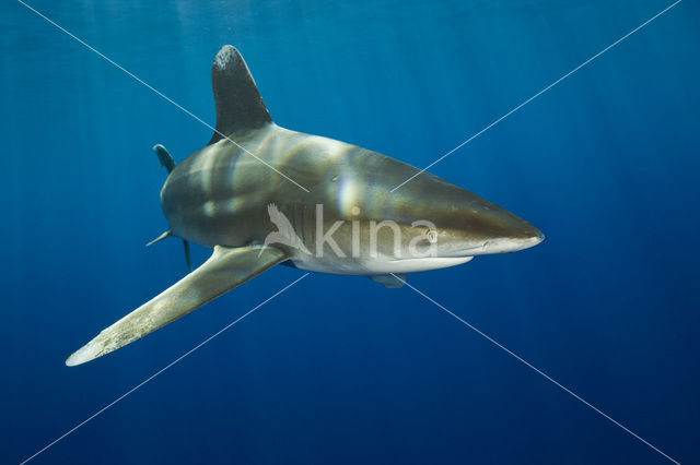 Oceanic whitetip shark (Carcharhinus longimanus )