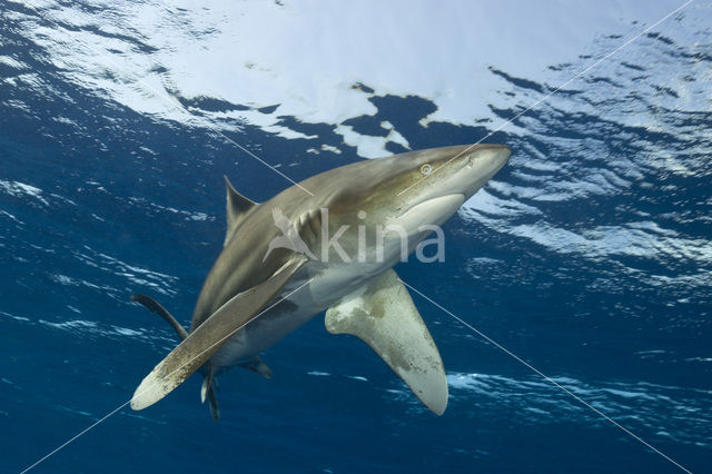 Oceanic whitetip shark (Carcharhinus longimanus )