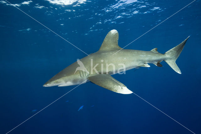 Oceanic whitetip shark (Carcharhinus longimanus )