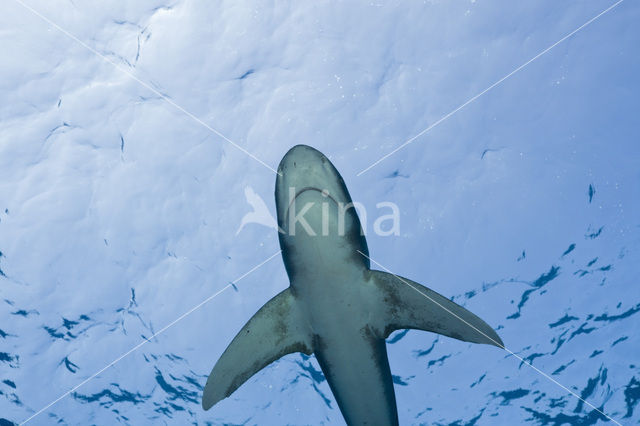 Oceanic whitetip shark (Carcharhinus longimanus )