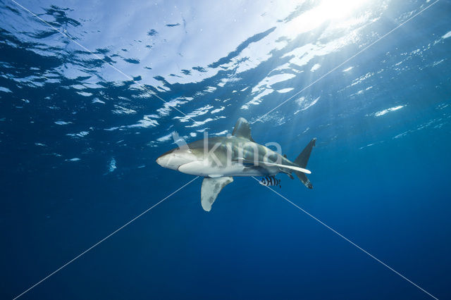 Oceanic whitetip shark (Carcharhinus longimanus )