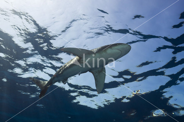 Oceanic whitetip shark (Carcharhinus longimanus )