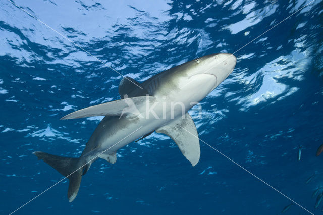 Oceanic whitetip shark (Carcharhinus longimanus )