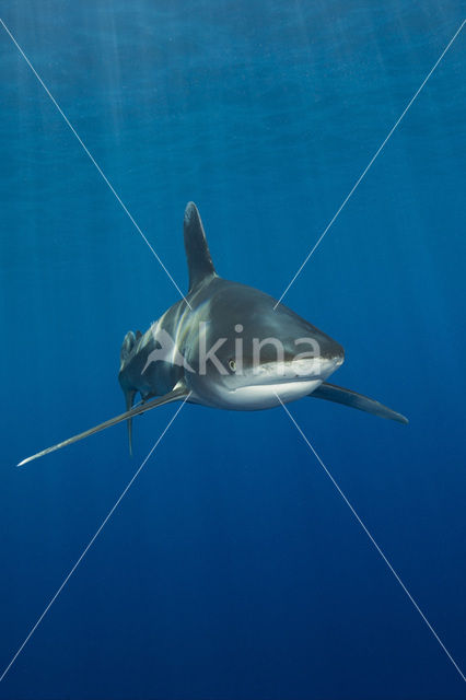 Oceanic whitetip shark (Carcharhinus longimanus )