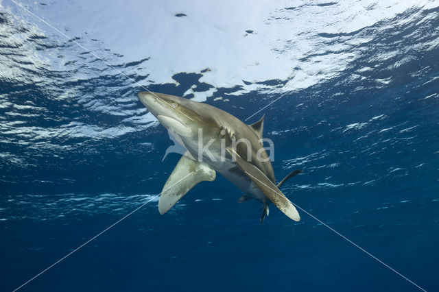 Oceanic whitetip shark (Carcharhinus longimanus )