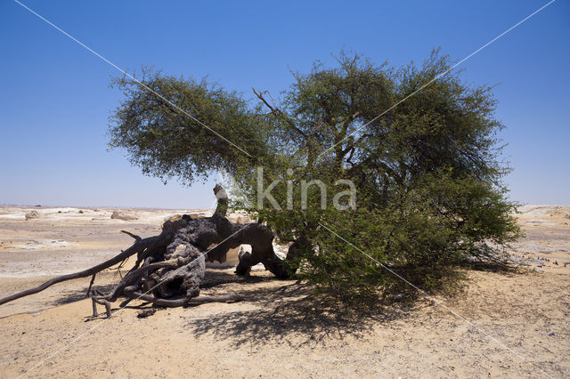 White Desert