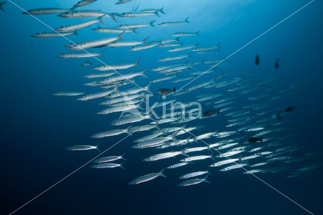 Yellowtail barracuda (Sphyraena flavicauda)