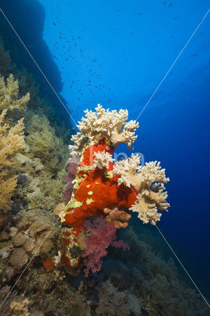 Soft coral (Dendronephthya)