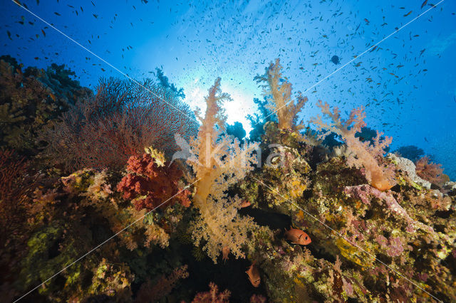 Soft coral (Dendronephthya)