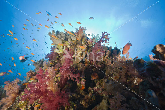 Zacht koraal (Dendronephthya)