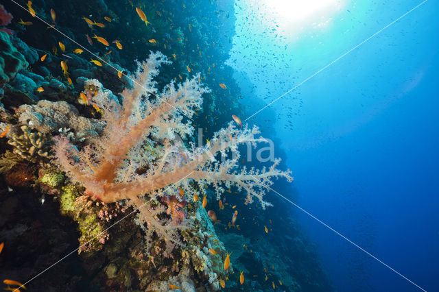 Soft coral (Dendronephthya)