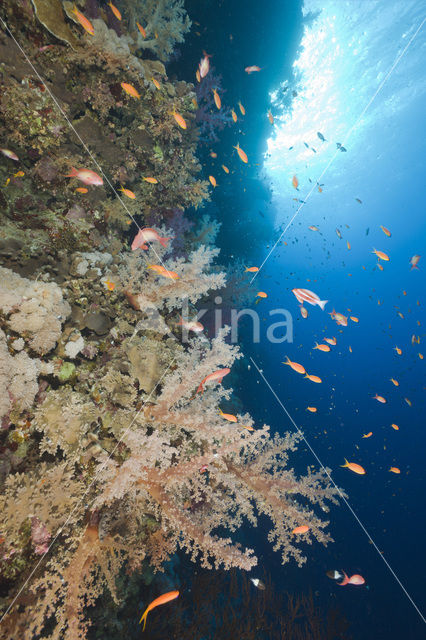 Zacht koraal (Dendronephthya)