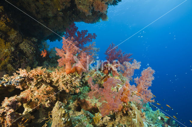 Soft coral (Dendronephthya)