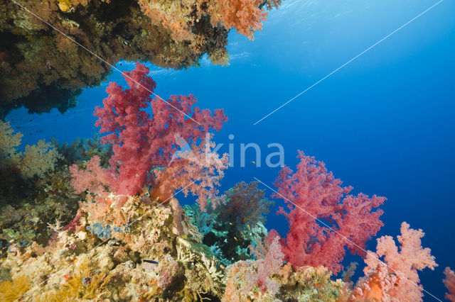 Soft coral (Dendronephthya)