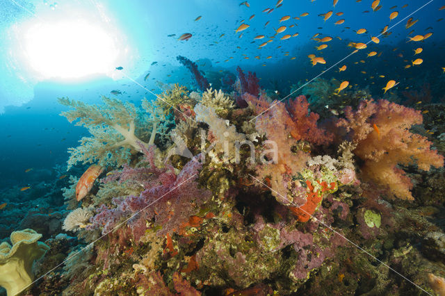 Soft coral (Dendronephthya)