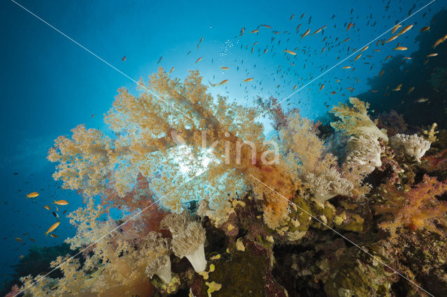 Soft coral (Dendronephthya)