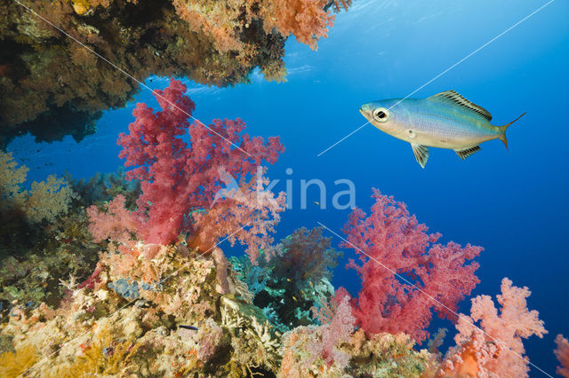 Soft coral (Dendronephthya)