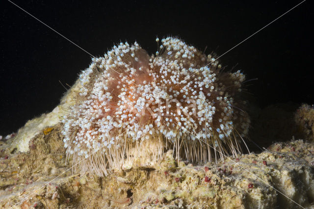 Fire Urchin (Asthenosoma varium)