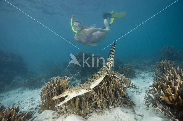 Saltwater Crocodile