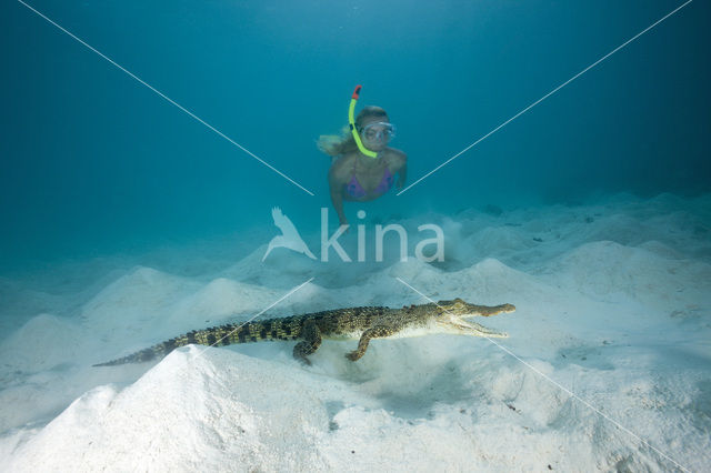 Saltwater Crocodile