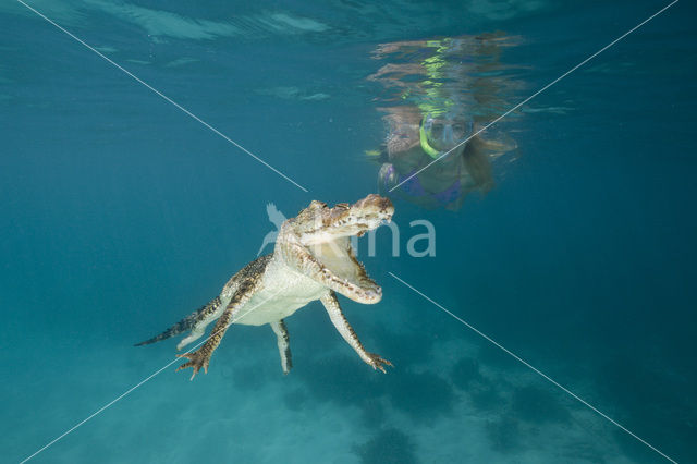 Saltwater Crocodile