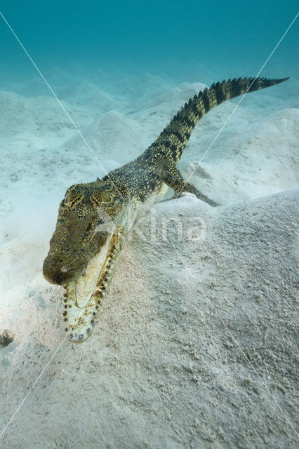 Saltwater Crocodile