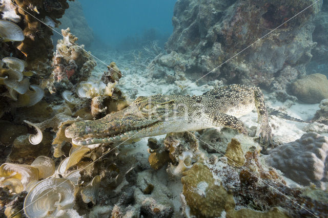 Saltwater Crocodile