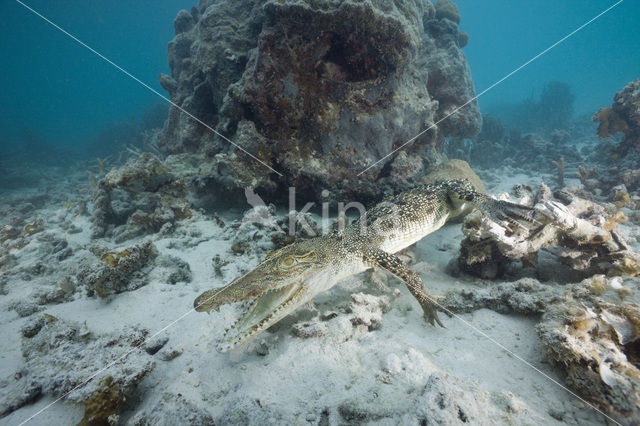 Saltwater Crocodile