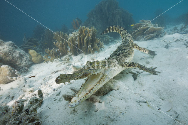 Saltwater Crocodile