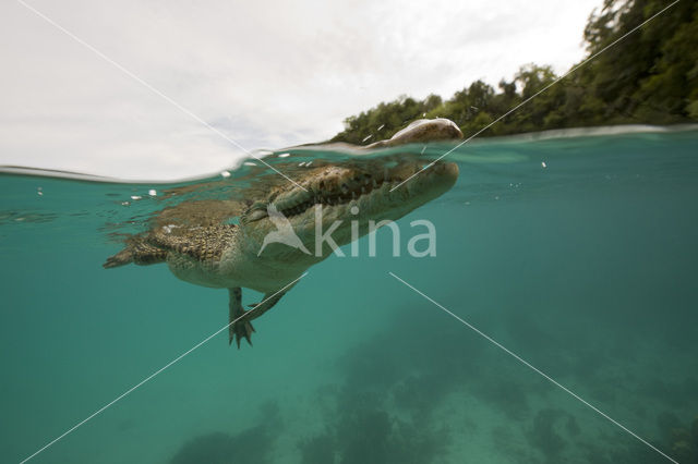 Saltwater Crocodile