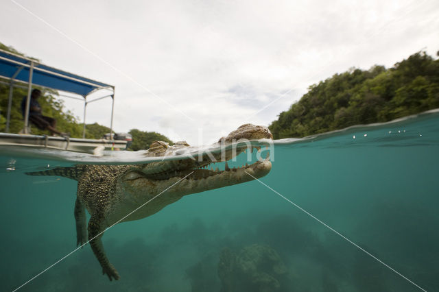 Saltwater Crocodile