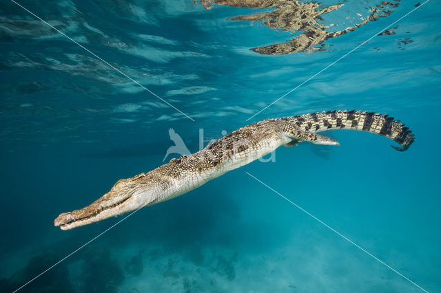 Saltwater Crocodile