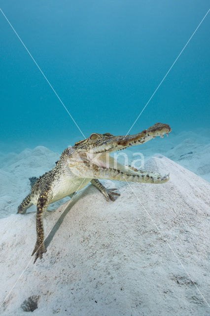 Saltwater Crocodile