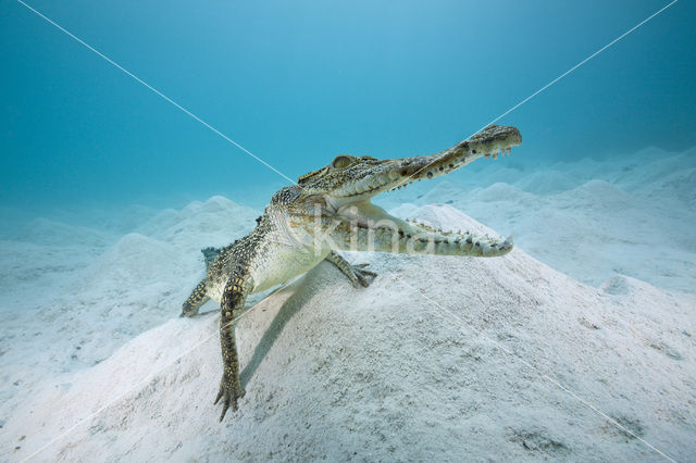 Saltwater Crocodile