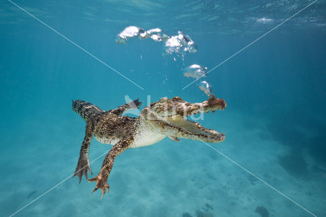 Saltwater Crocodile