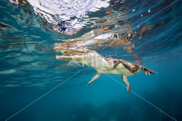 Saltwater Crocodile