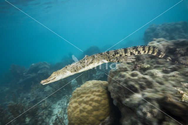 Saltwater Crocodile