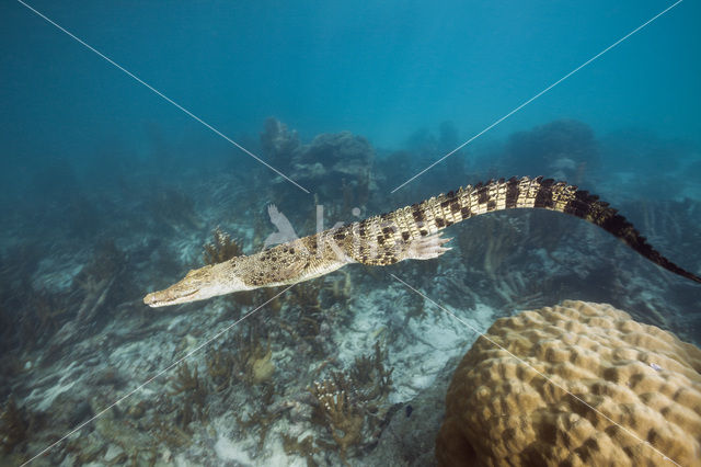 Saltwater Crocodile