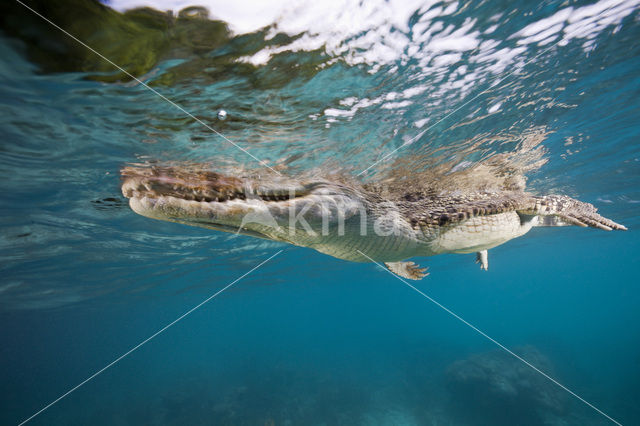 Saltwater Crocodile